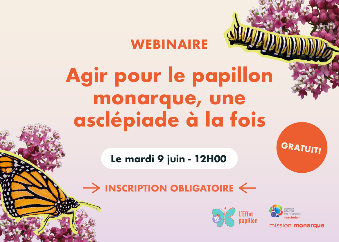 Agir pour le papillon monarque, une asclépiade à la fois